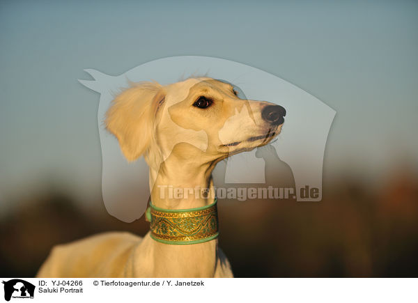 Saluki Portrait / Persian Greyhound Portrait / YJ-04266