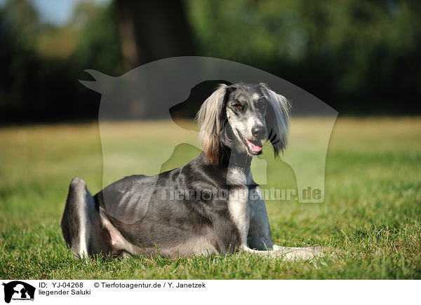 liegender Saluki / lying Persian Greyhound / YJ-04268