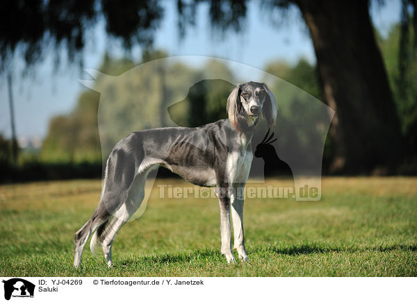Saluki / Persian Greyhound / YJ-04269