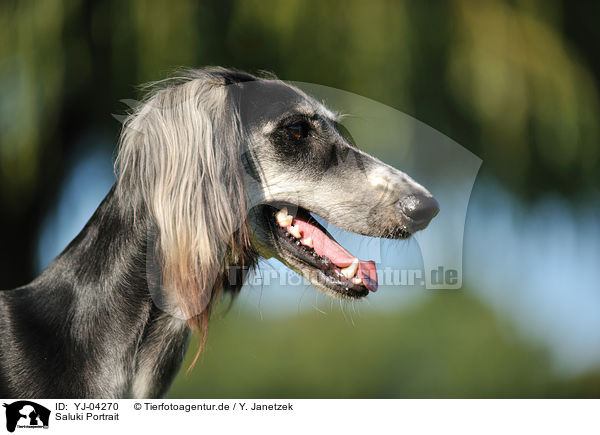 Saluki Portrait / Persian Greyhound Portrait / YJ-04270