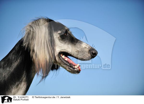 Saluki Portrait / Persian Greyhound Portrait / YJ-04271