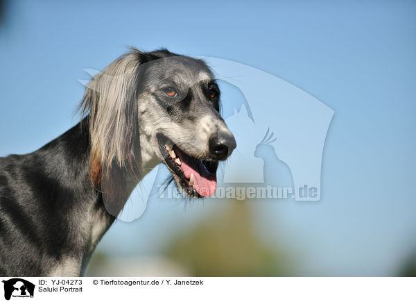 Saluki Portrait / Persian Greyhound Portrait / YJ-04273