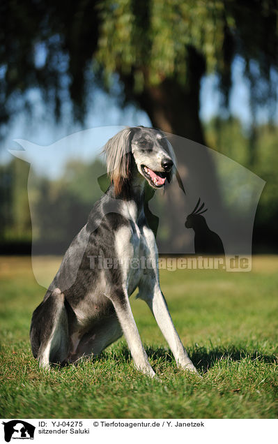 sitzender Saluki / sitting Persian Greyhound / YJ-04275