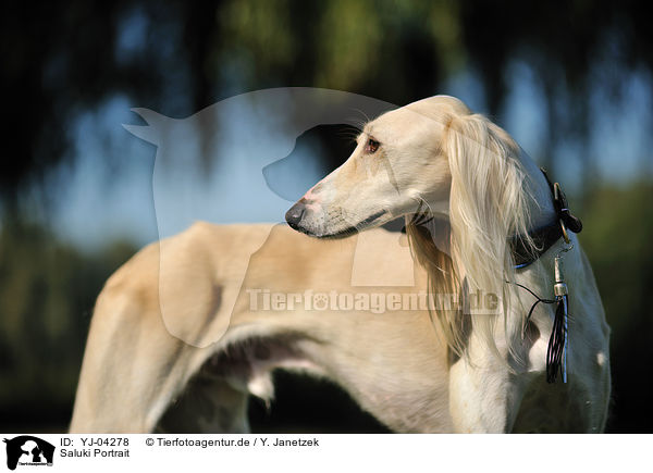 Saluki Portrait / Persian Greyhound Portrait / YJ-04278