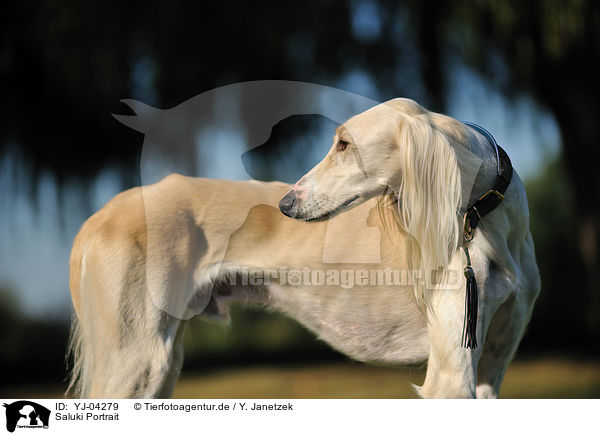 Saluki Portrait / Persian Greyhound Portrait / YJ-04279