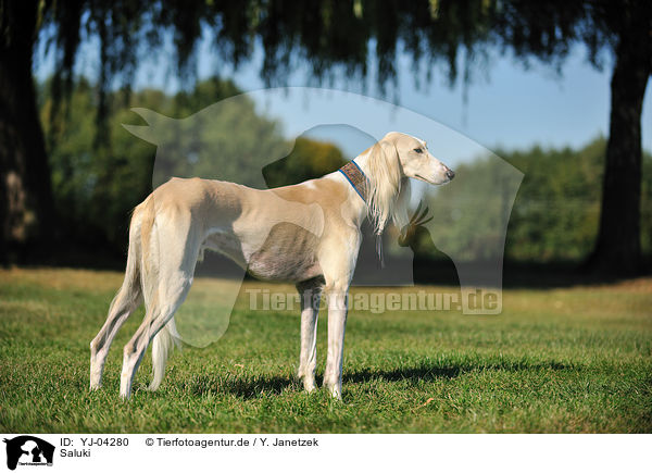 Saluki / Persian Greyhound / YJ-04280