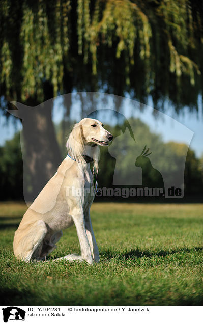 sitzender Saluki / sitting Persian Greyhound / YJ-04281