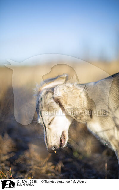 Saluki Welpe / Saluki puppy / MW-16938