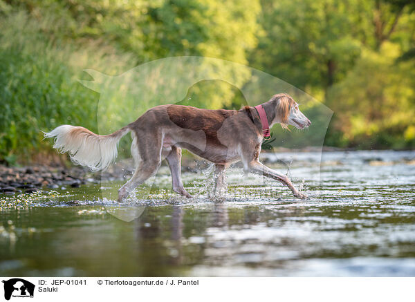 Saluki / Saluki / JEP-01041