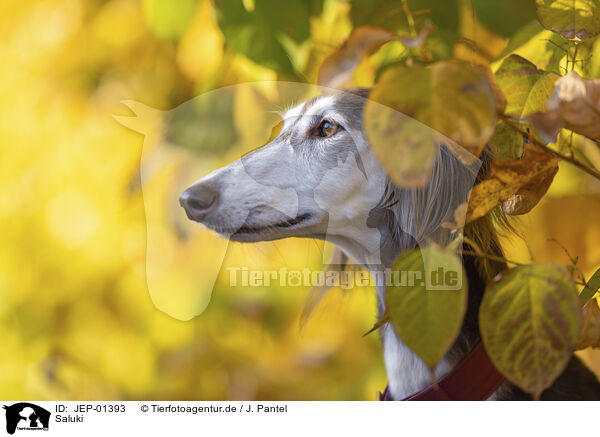 Saluki / Saluki / JEP-01393