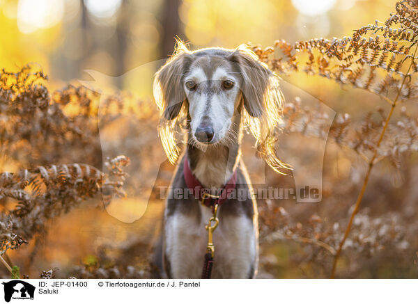 Saluki / Saluki / JEP-01400