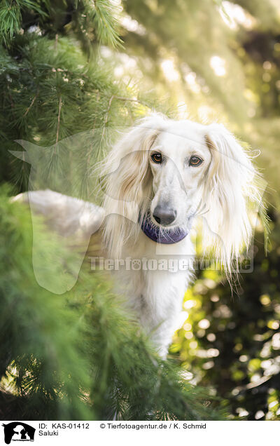 Saluki / Saluki / KAS-01412