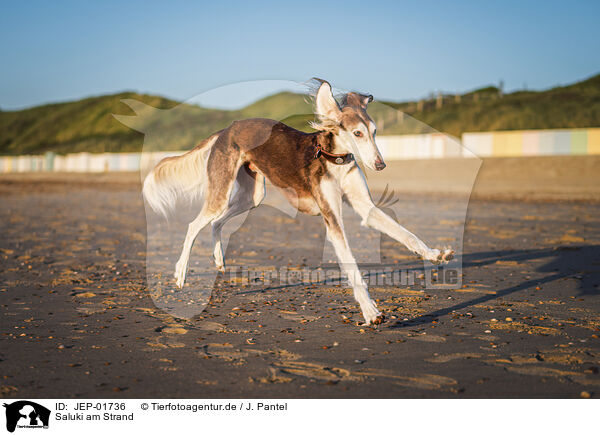 Saluki am Strand / Saluki on the beach / JEP-01736