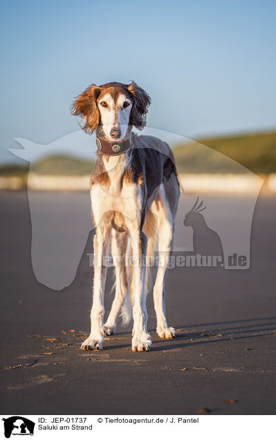 Saluki am Strand / Saluki on the beach / JEP-01737