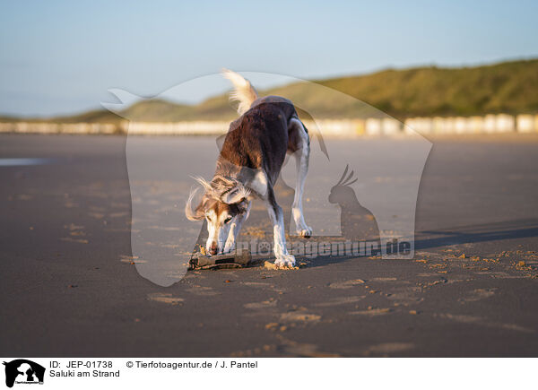 Saluki am Strand / Saluki on the beach / JEP-01738