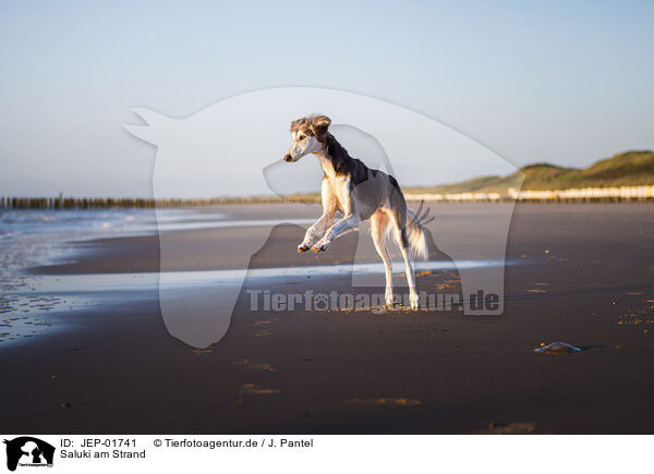 Saluki am Strand / Saluki on the beach / JEP-01741