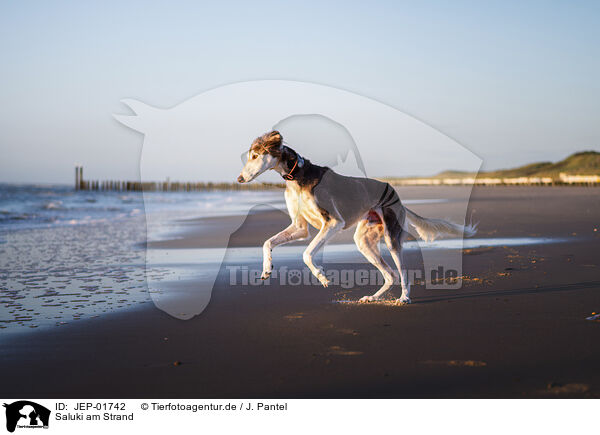 Saluki am Strand / Saluki on the beach / JEP-01742