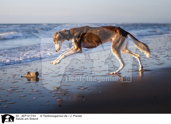 Saluki am Strand / Saluki on the beach / JEP-01744