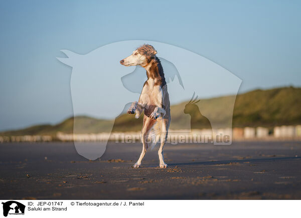 Saluki am Strand / Saluki on the beach / JEP-01747