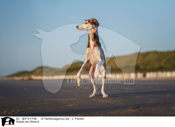 Saluki am Strand / Saluki on the beach / JEP-01748