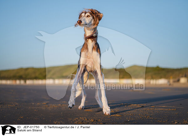 Saluki am Strand / Saluki on the beach / JEP-01750