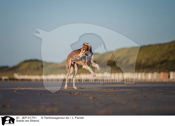 Saluki am Strand / Saluki on the beach / JEP-01751