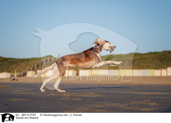 Saluki am Strand / Saluki on the beach / JEP-01753