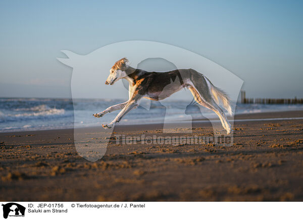 Saluki am Strand / Saluki on the beach / JEP-01756