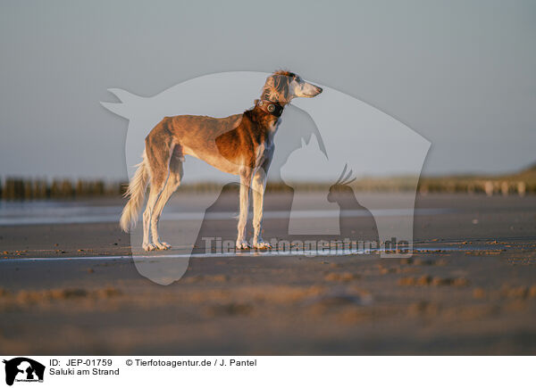 Saluki am Strand / Saluki on the beach / JEP-01759