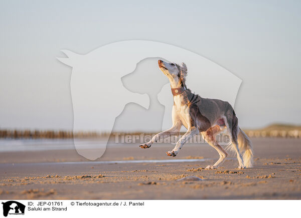 Saluki am Strand / Saluki on the beach / JEP-01761