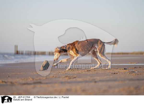 Saluki am Strand / Saluki on the beach / JEP-01764