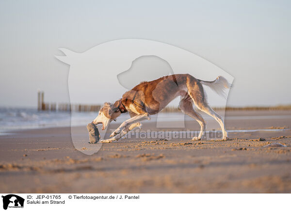 Saluki am Strand / Saluki on the beach / JEP-01765