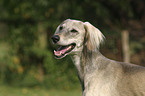 Saluki Portrait