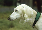 Saluki Portrait