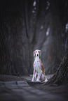 Saluki