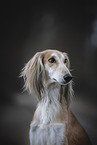 Saluki