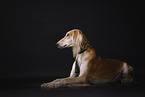 Saluki