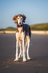 Saluki am Strand