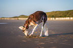 Saluki am Strand