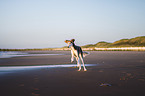 Saluki am Strand