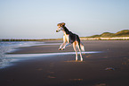 Saluki am Strand