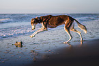 Saluki am Strand