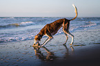 Saluki am Strand