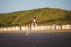 Saluki am Strand