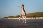 Saluki am Strand