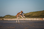 Saluki am Strand