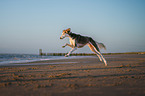 Saluki am Strand