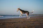 Saluki am Strand