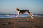 Saluki am Strand