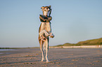 Saluki am Strand